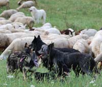 cane paratore/toccatore al lavoro con le pecore